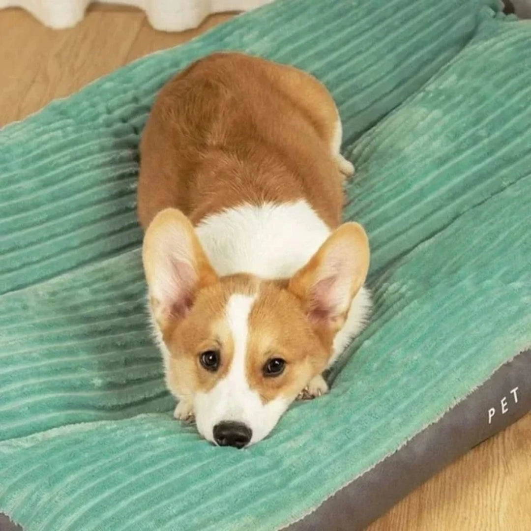Green Bolster Dog Bed with Raised Edges and Low Entry