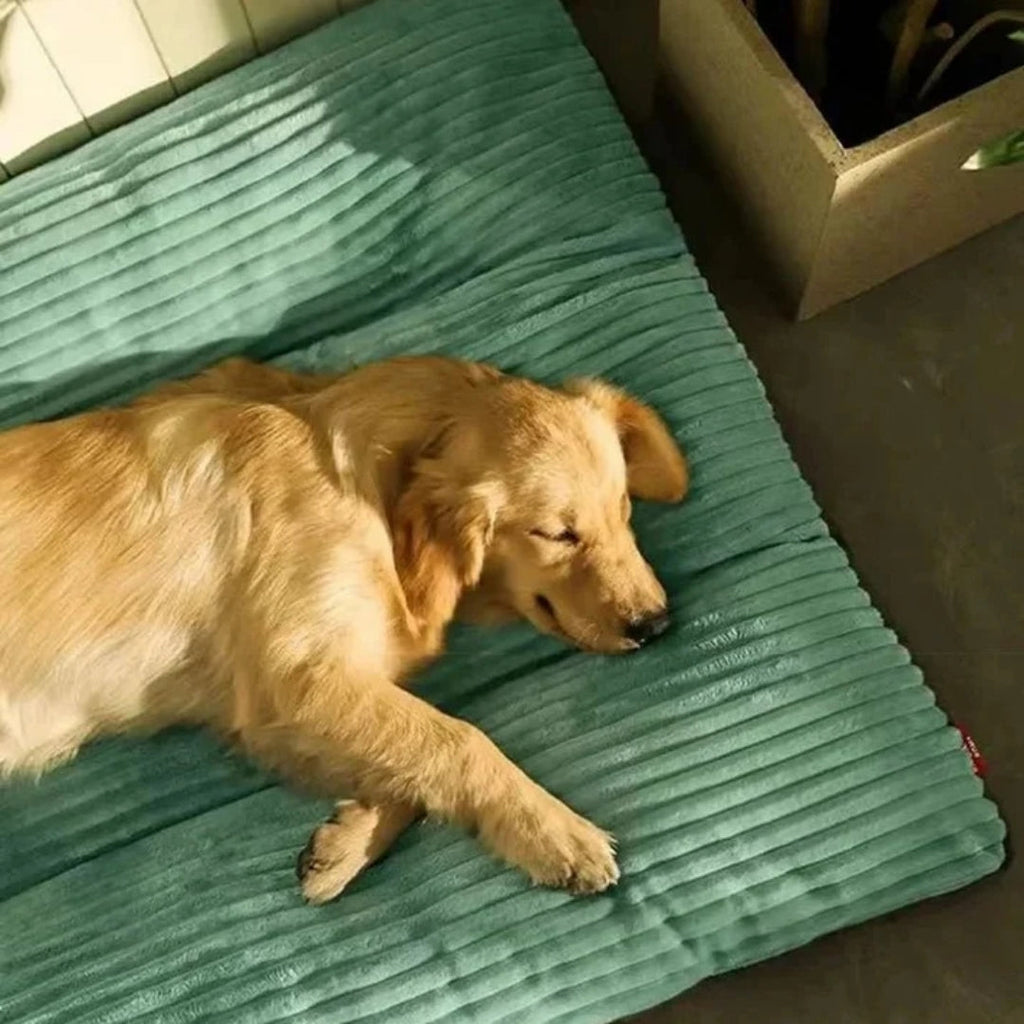 Green Bolster Dog Bed with Raised Edges and Low Entry