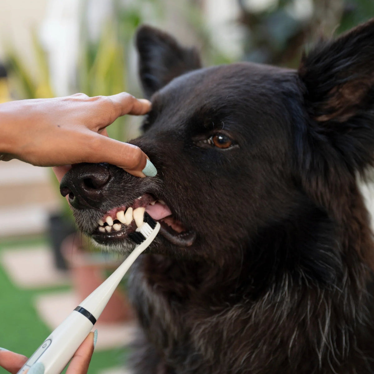 PawBrush Electric Pet Dental Care Kit