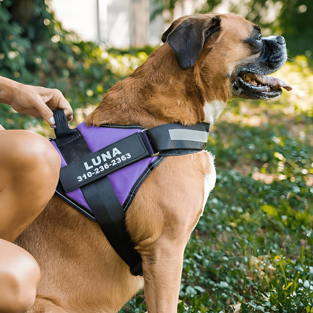 PawGuard Personalised No-Pull Dog Harness
