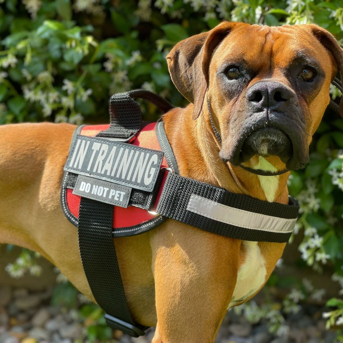PawGuard Personalised No-Pull Dog Harness